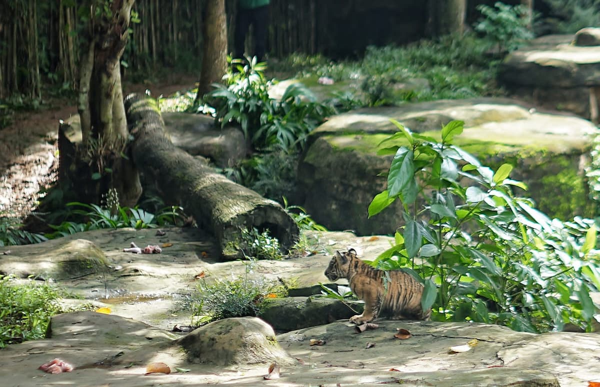 Anak harimau Sumatra di Taman Wisata dan Taman Satwa Lembah Hijau Bandarlampung