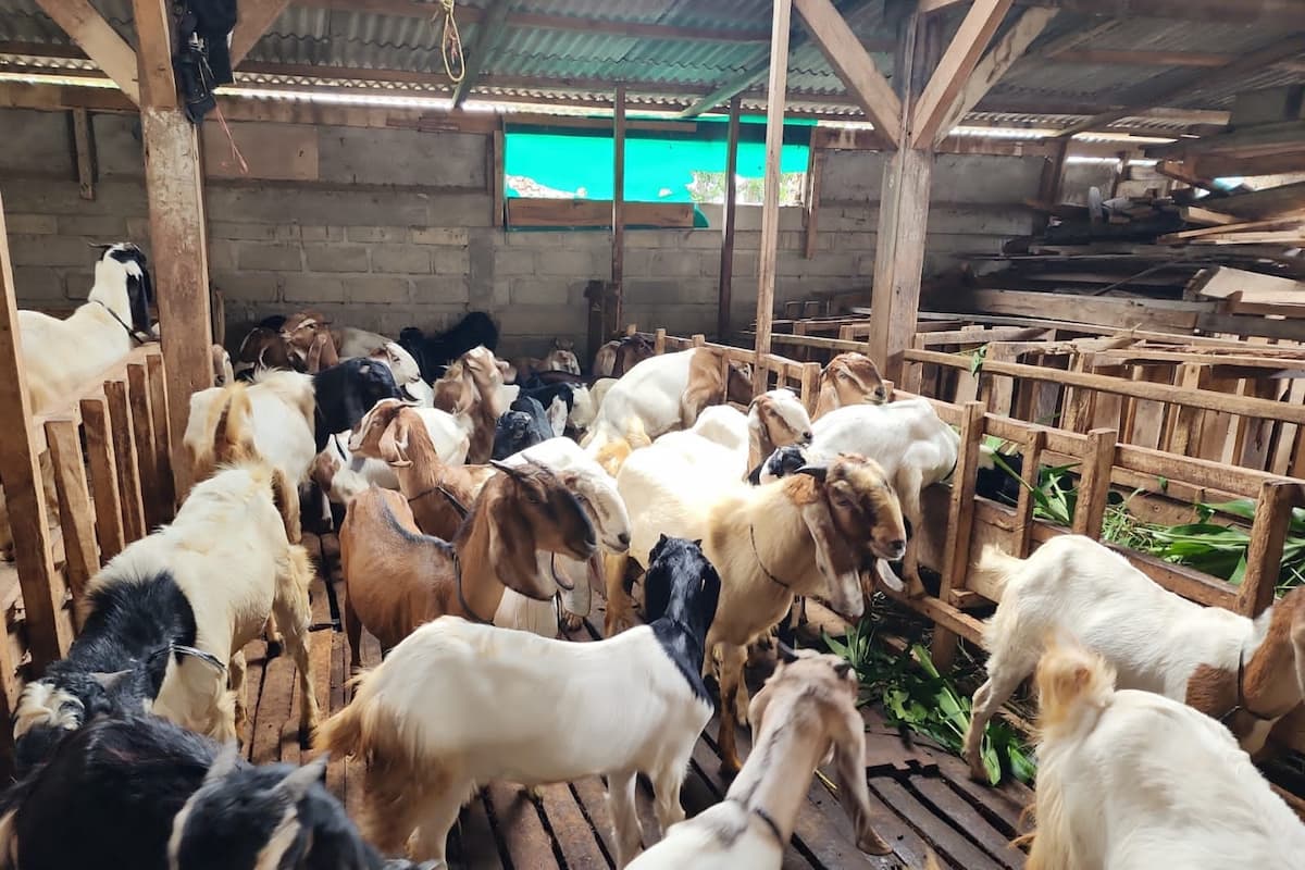Permintan dan penjualan hewan kurban melonjak