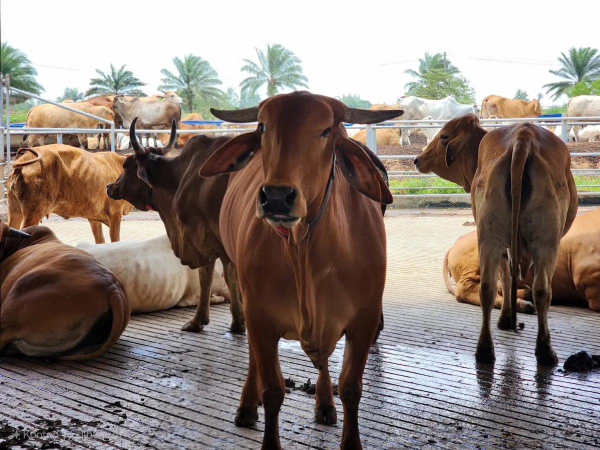 Pemotongan sapi kurban di Lampung tembus 24.986 ekor